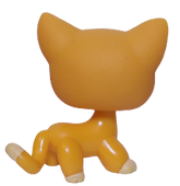 #0855 Shorthair Cat